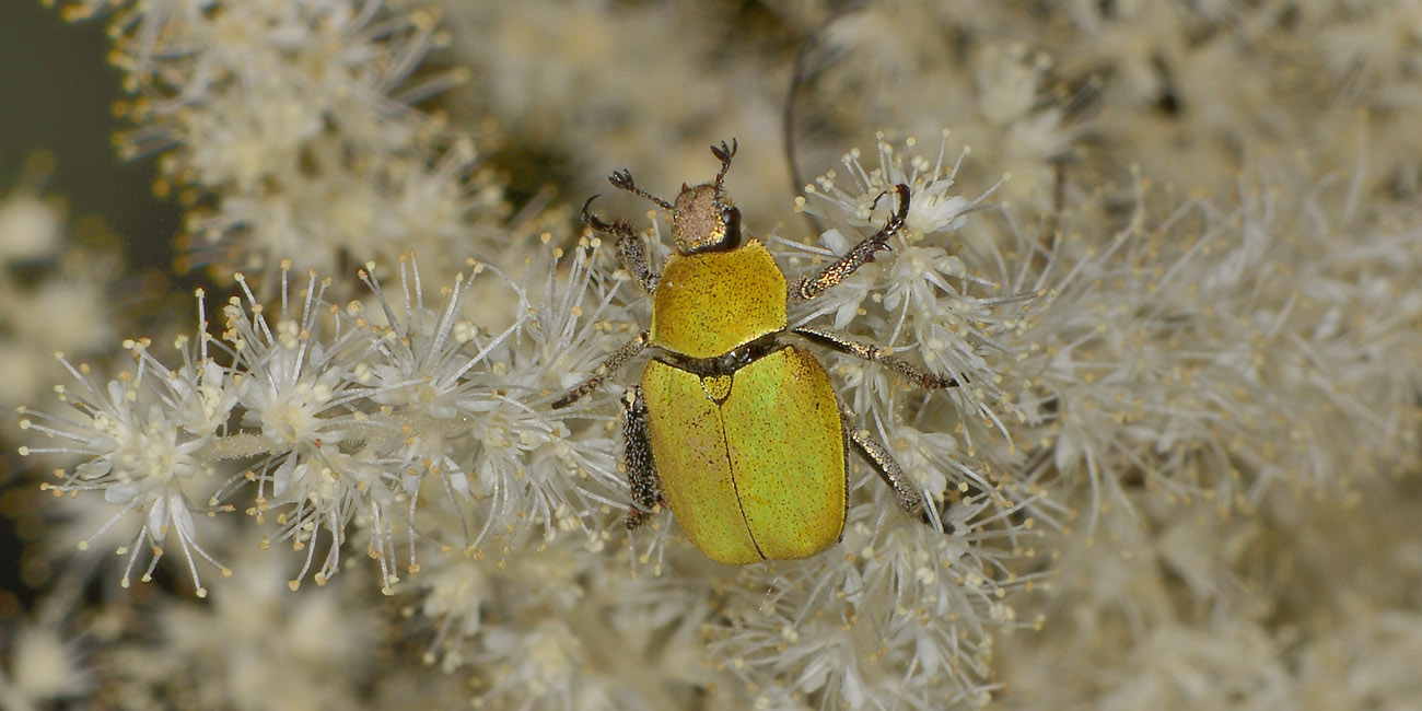Rutelidae: Hoplia argentea anche loro?